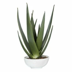 Best Sale 🎉 Uttermost Evarado Aloe Planter 🛒