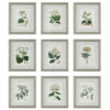 Hot Sale 😉 Uttermost Antique Botanicals Framed Prints, S/9 - 16.75 W X 19.5 H X 1.75 D (inches) 🛒