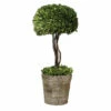 Cheap 👏 Uttermost Preserved Boxwood Tree Topiary - Green 😍